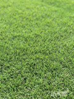 矮生草坪型高羊茅种子