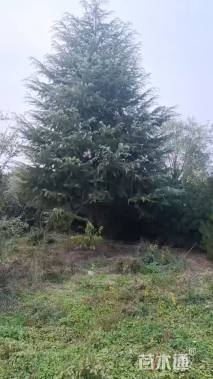 高度6厘米白皮松