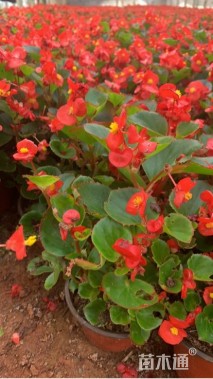 高度20厘米四季海棠