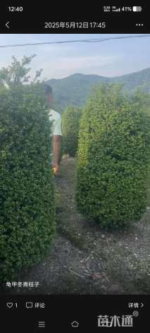 高度130厘米龟甲冬青