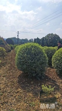 冠幅150厘米银姬小蜡球