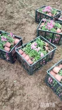 高度25厘米紫罗兰