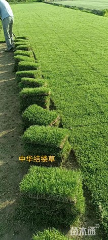草毯状中华结缕草