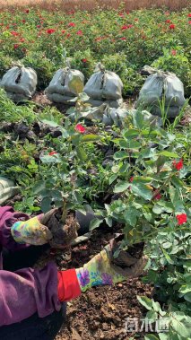 高度30厘米月季