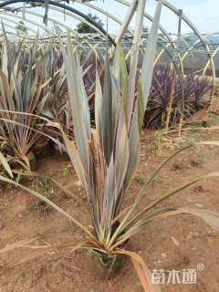 高度80厘米新西兰亚麻