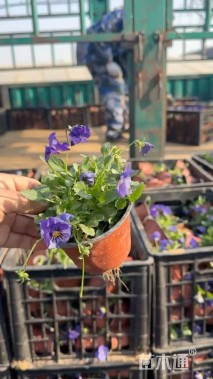 高度20厘米三色堇