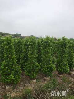 高度180厘米火山榕