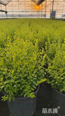 高度30厘米亮金女贞