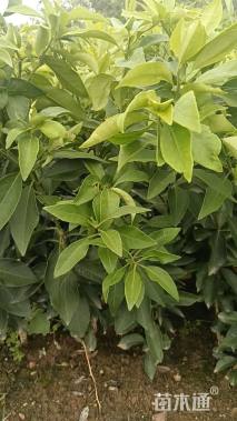 高度40厘米柑橘