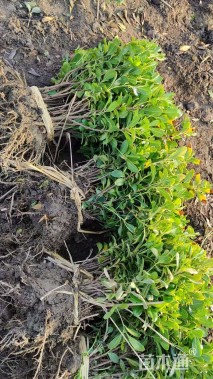 高度30厘米海桐