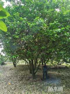 18公分柚子树