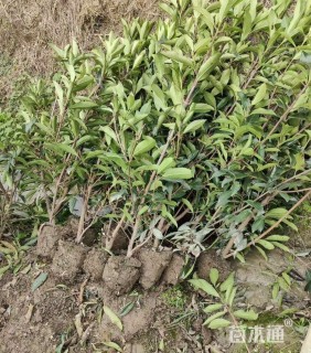 高度80厘米法国冬青