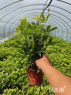 高度30厘米鸭脚木