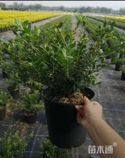 高度10厘米冬青小苗