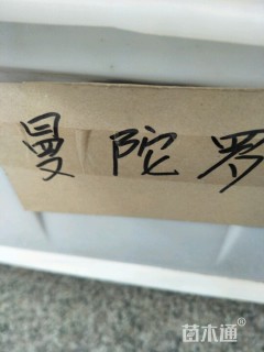 曼陀罗种子