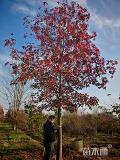 14公分北美枫香