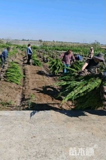 高度50厘米龙柏