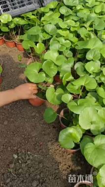 高度10厘米大吴风草