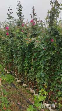 高度35厘米月季