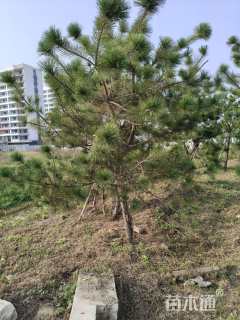 高度300厘米黑松