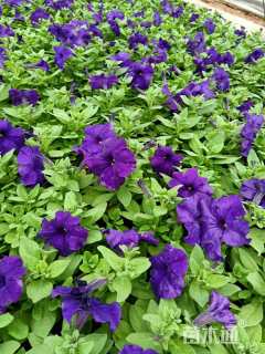 高度15厘米牵牛