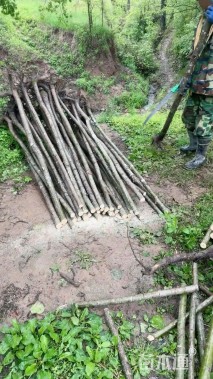 高度200厘米红花紫薇