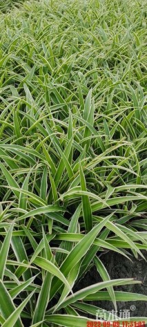 高度20厘米金边吊兰