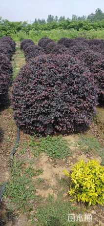 冠幅200厘米红花继木球