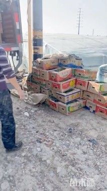 高度30厘米红叶甜菜