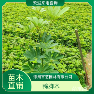 高度15厘米鸭脚木