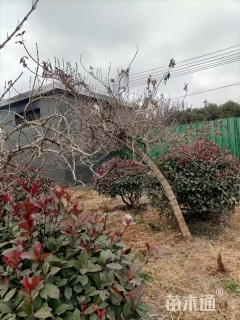 高度200厘米五彩锦带