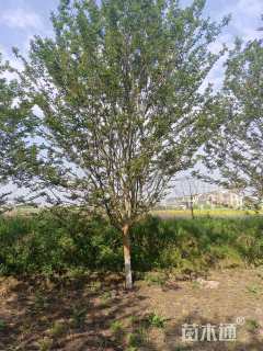 10公分小叶紫薇