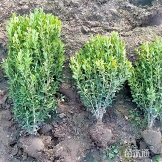 高度40厘米瓜子黄杨小苗