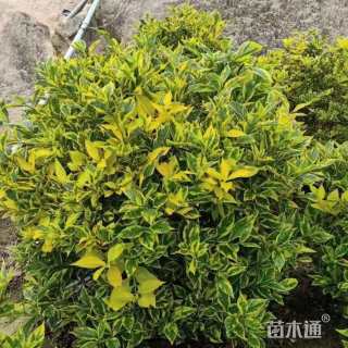 冠幅50厘米金边假连翘球