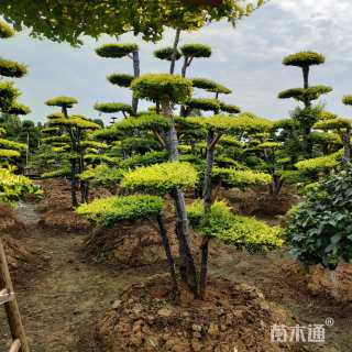 20公分造型亮晶女贞