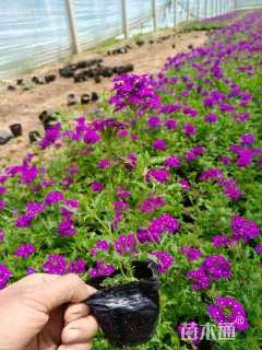 高度20厘米美女樱