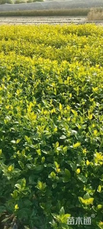 高度40厘米大叶栀子