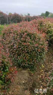 冠幅100厘米红叶石楠球
