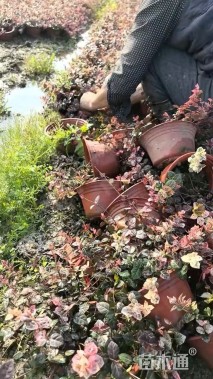 35厘米花叶络石