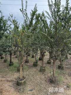 10公分小叶紫薇