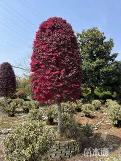高度180厘米红花继木