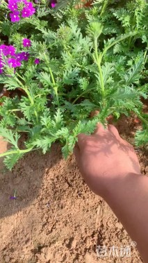 高度28厘米细叶美女樱