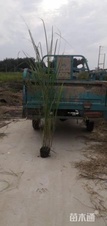 高度40厘米矢羽芒