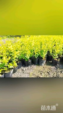 毛球亮晶女贞小苗