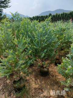 3公分银叶金合欢