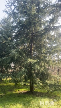 高度1000厘米雪松