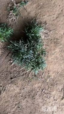 高度15厘米麦冬