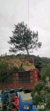 高度400厘米油松