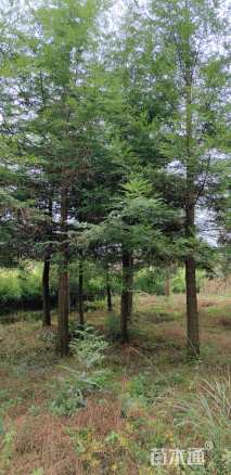 10公分北美红杉