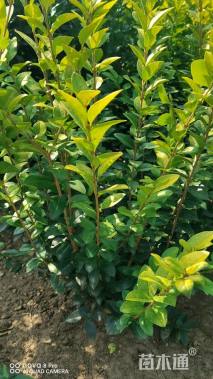 高度60厘米金叶女贞